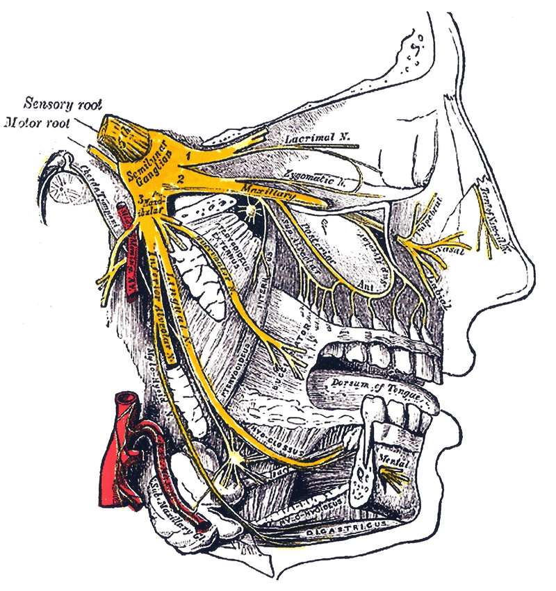 800px-Gray778_Trigeminal